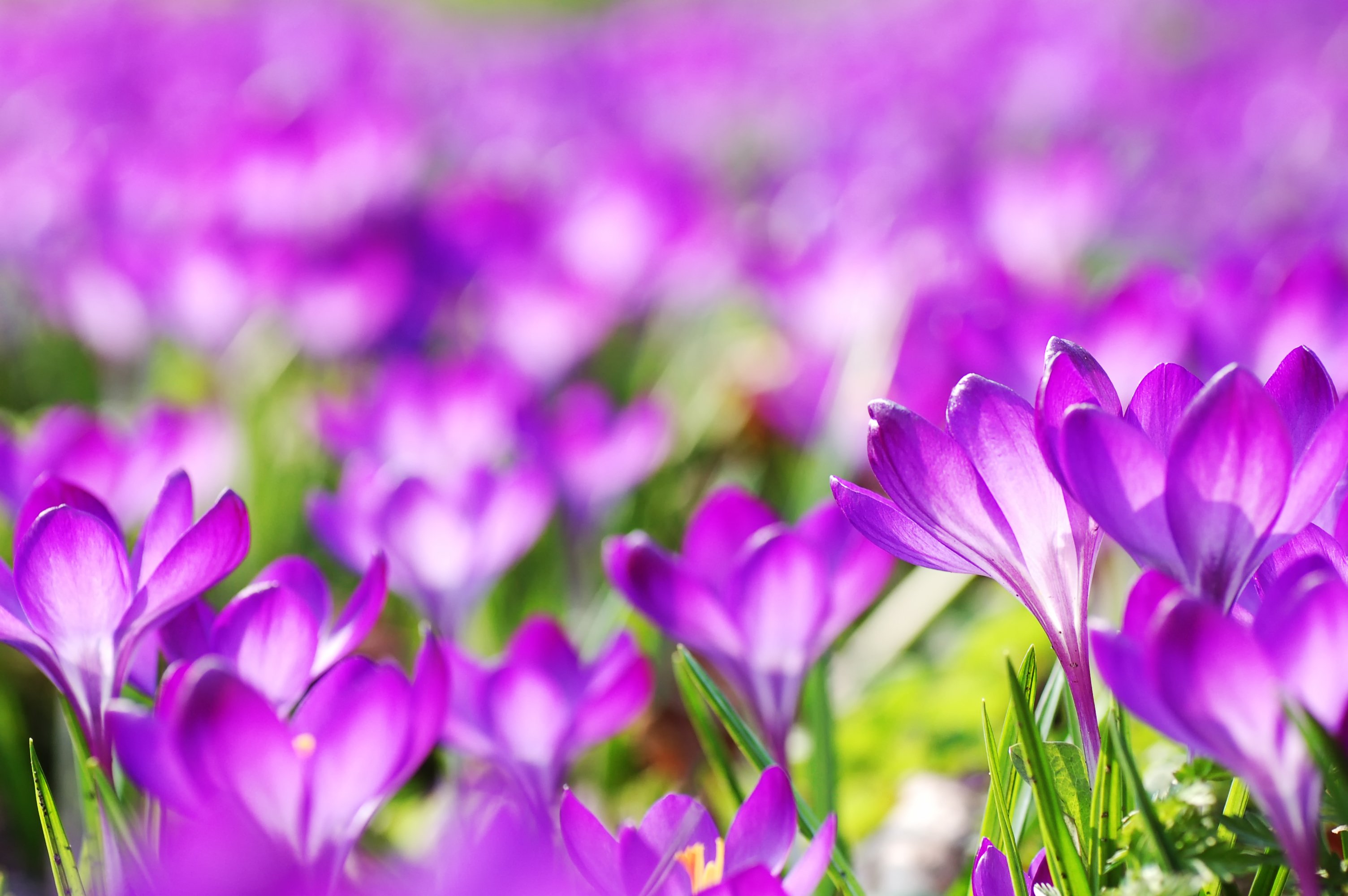 nature, Flower, Beautiful, Flowers, Plant, Colorful, Petals Wallpaper