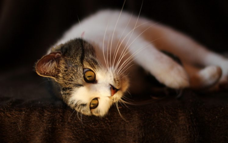 cat, Animal, Cats, Beautiful, Lovely, Cute, Animals HD Wallpaper Desktop Background