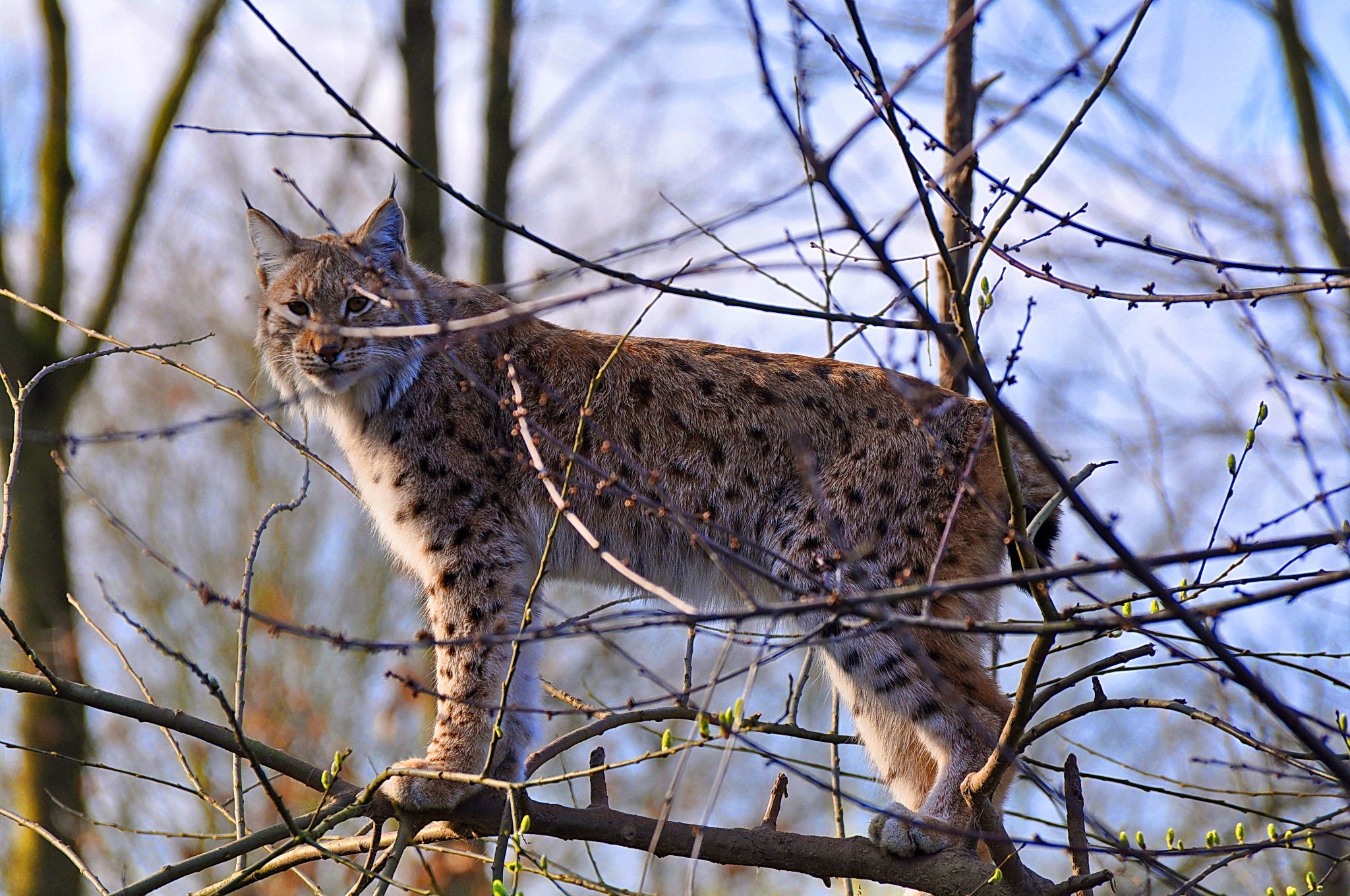 cat, Animal, Cats, Beautiful, Lovely, Cute, Animals Wallpaper