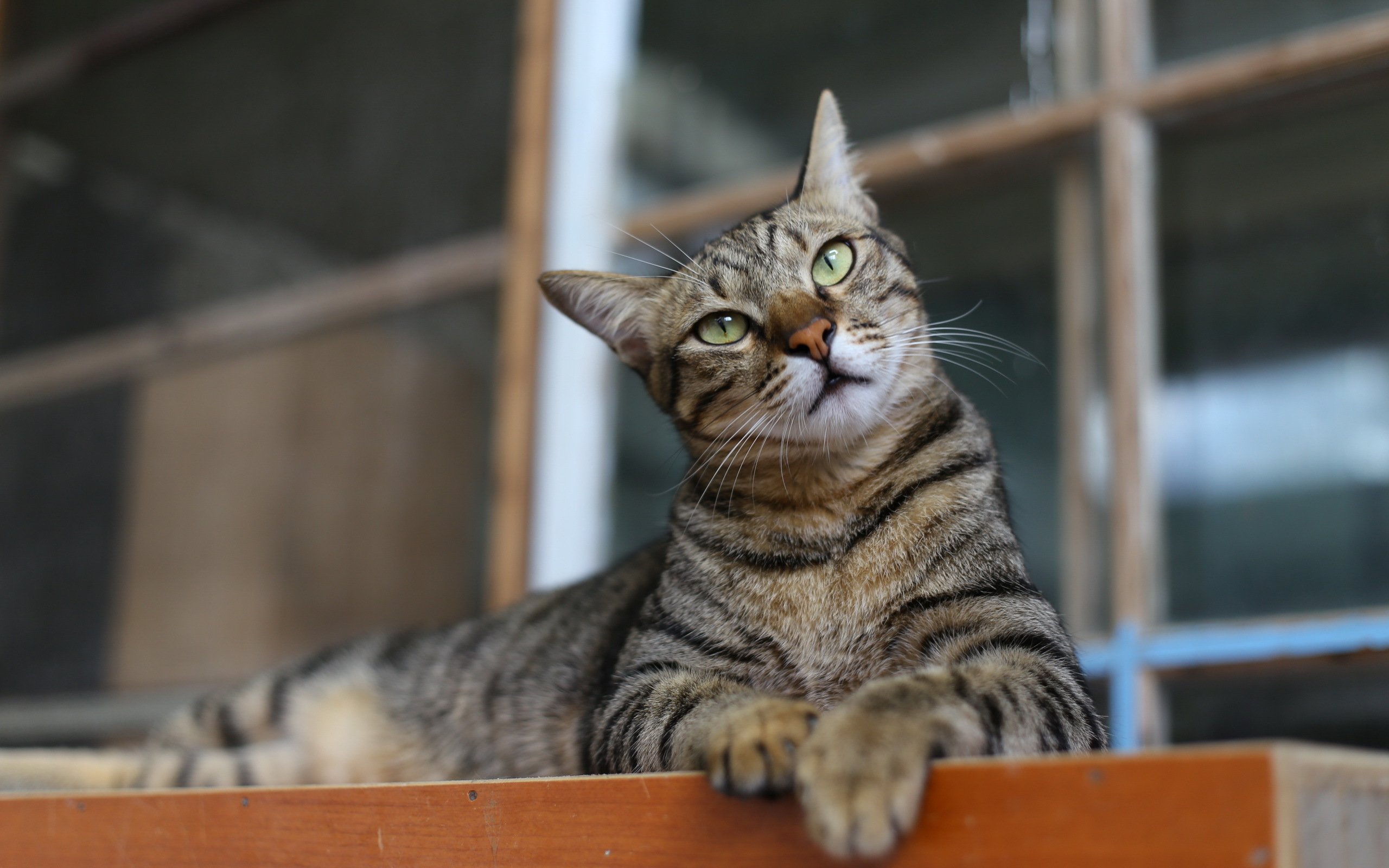 cat, Animal, Cats, Beautiful, Lovely, Cute, Animals Wallpaper