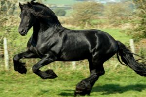 klidale, Black, Horse
