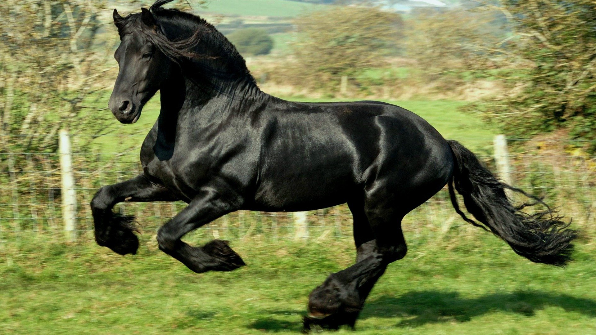 klidale, Black, Horse Wallpaper