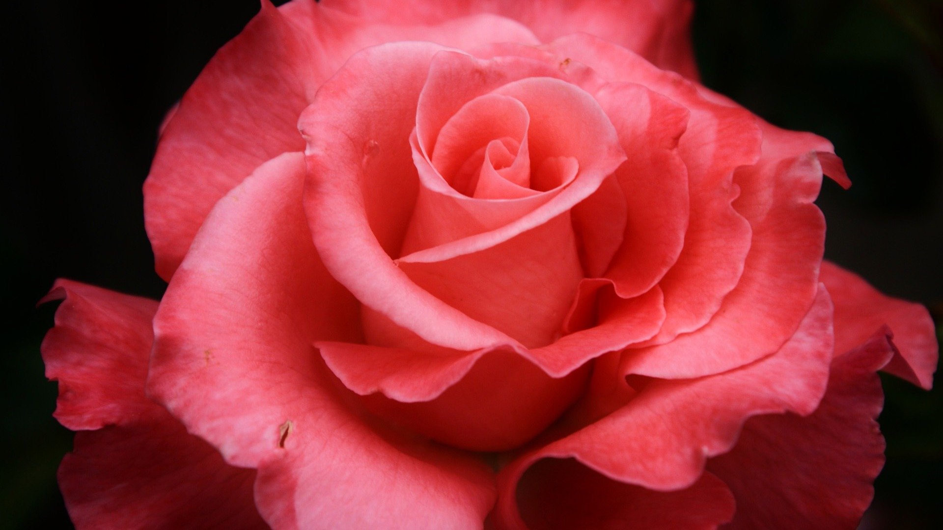 red, Rose Wallpaper