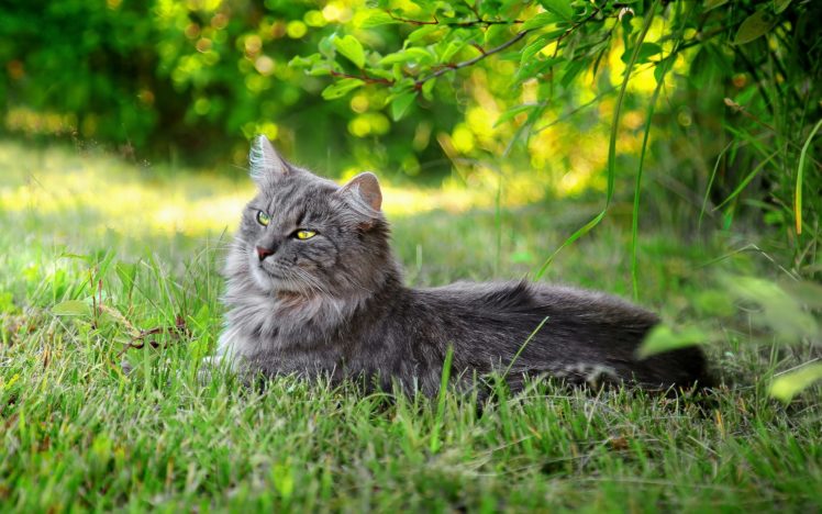 cats, Animals, Grass HD Wallpaper Desktop Background