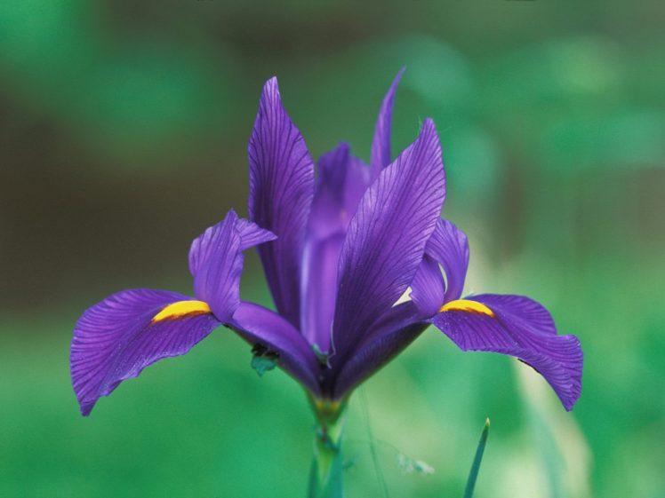 purple, Flowers, Irises HD Wallpaper Desktop Background