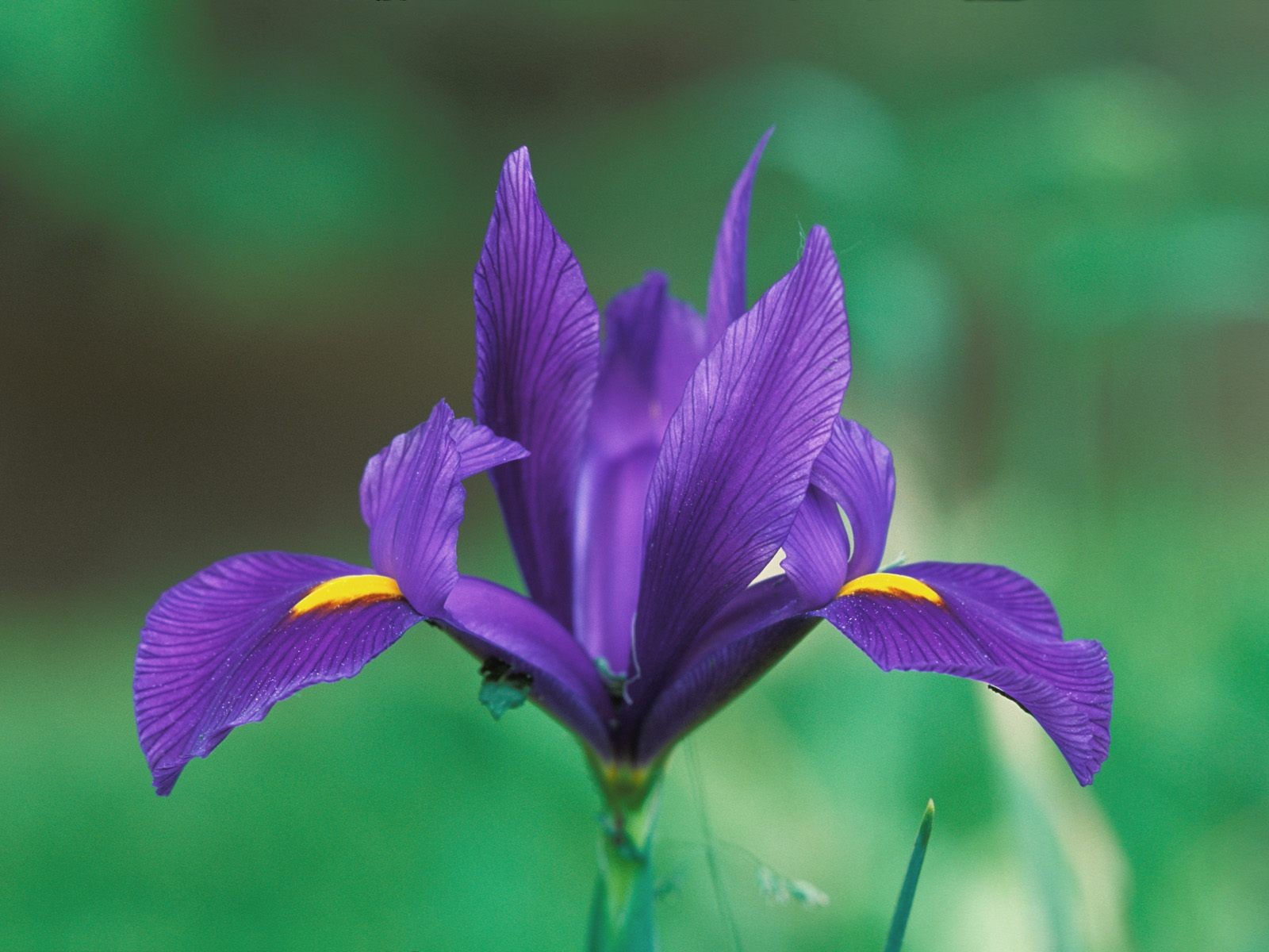 purple, Flowers, Irises Wallpaper