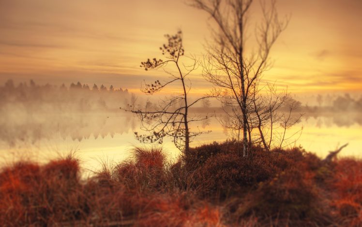lake, Tree HD Wallpaper Desktop Background