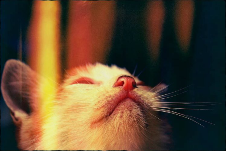 cats, Adorable HD Wallpaper Desktop Background