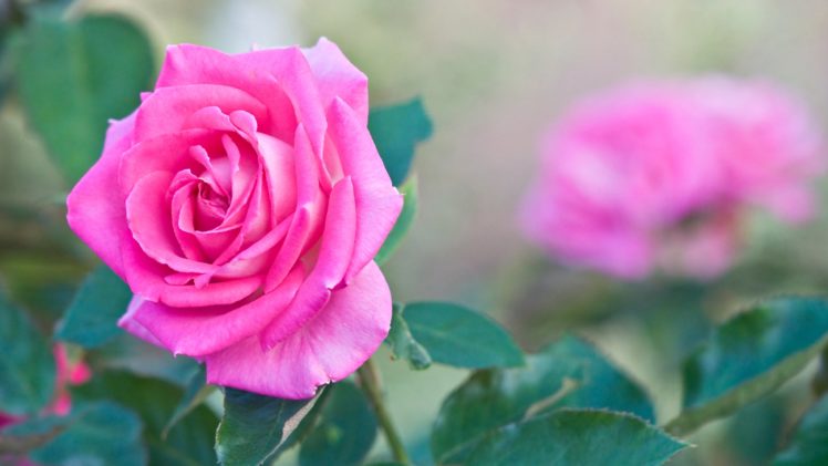 rose, Flowers, Love, Life HD Wallpaper Desktop Background