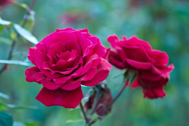 rose, Flowers, Love, Life HD Wallpaper Desktop Background