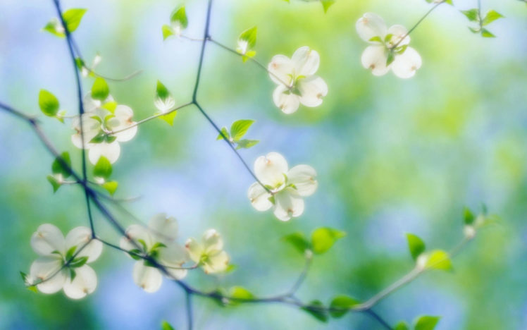 white, Dogwood, Blossoms HD Wallpaper Desktop Background