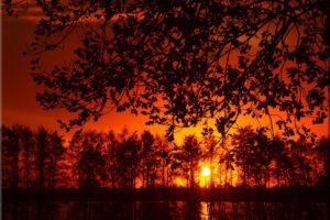 sunset, Tree, Landscape, Forest
