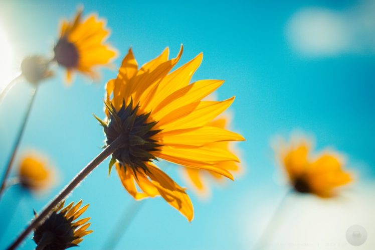 sunshine, And, Happiness, Blue, Sky, Flower HD Wallpaper Desktop Background