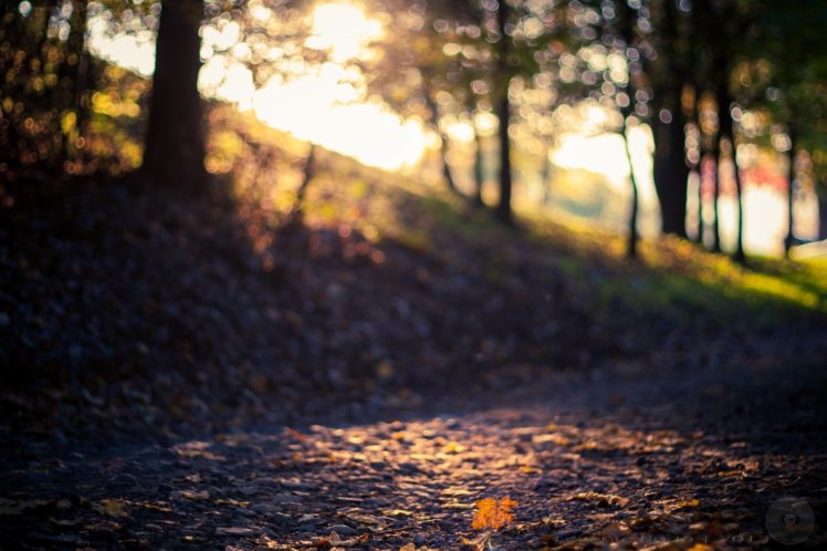 forest, Tree, Leaf, Sunshine, Mood, Autumn HD Wallpaper Desktop Background