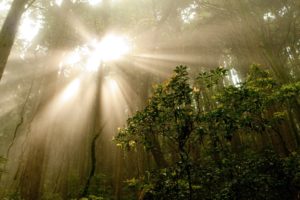 landscapes, Nature, Trees, Forest, Sunlight