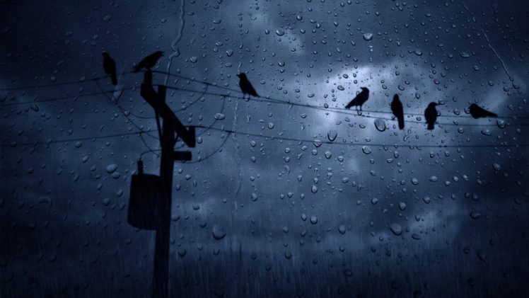 weather, Rain, Birds, Winter, Cloudy, Sky HD Wallpaper Desktop Background