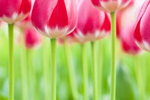tulips, Netherlands