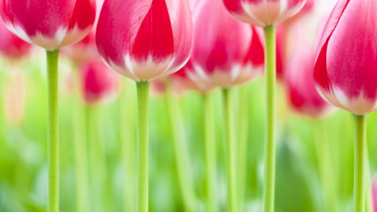 tulips, Netherlands HD Wallpaper Desktop Background