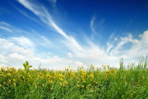 green, Blue, Clouds, Nature, Flowers, Grass, Fields, Meadow, Meadows, Skyscapes