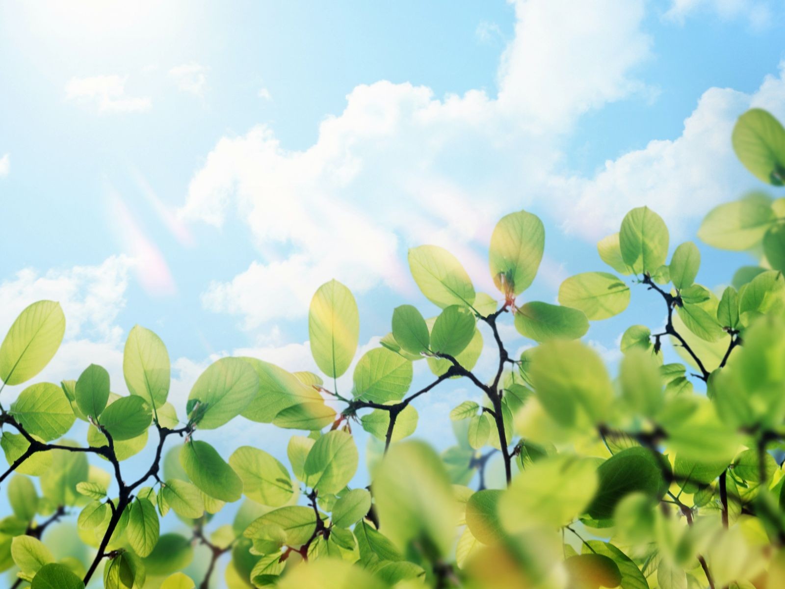plants Wallpaper