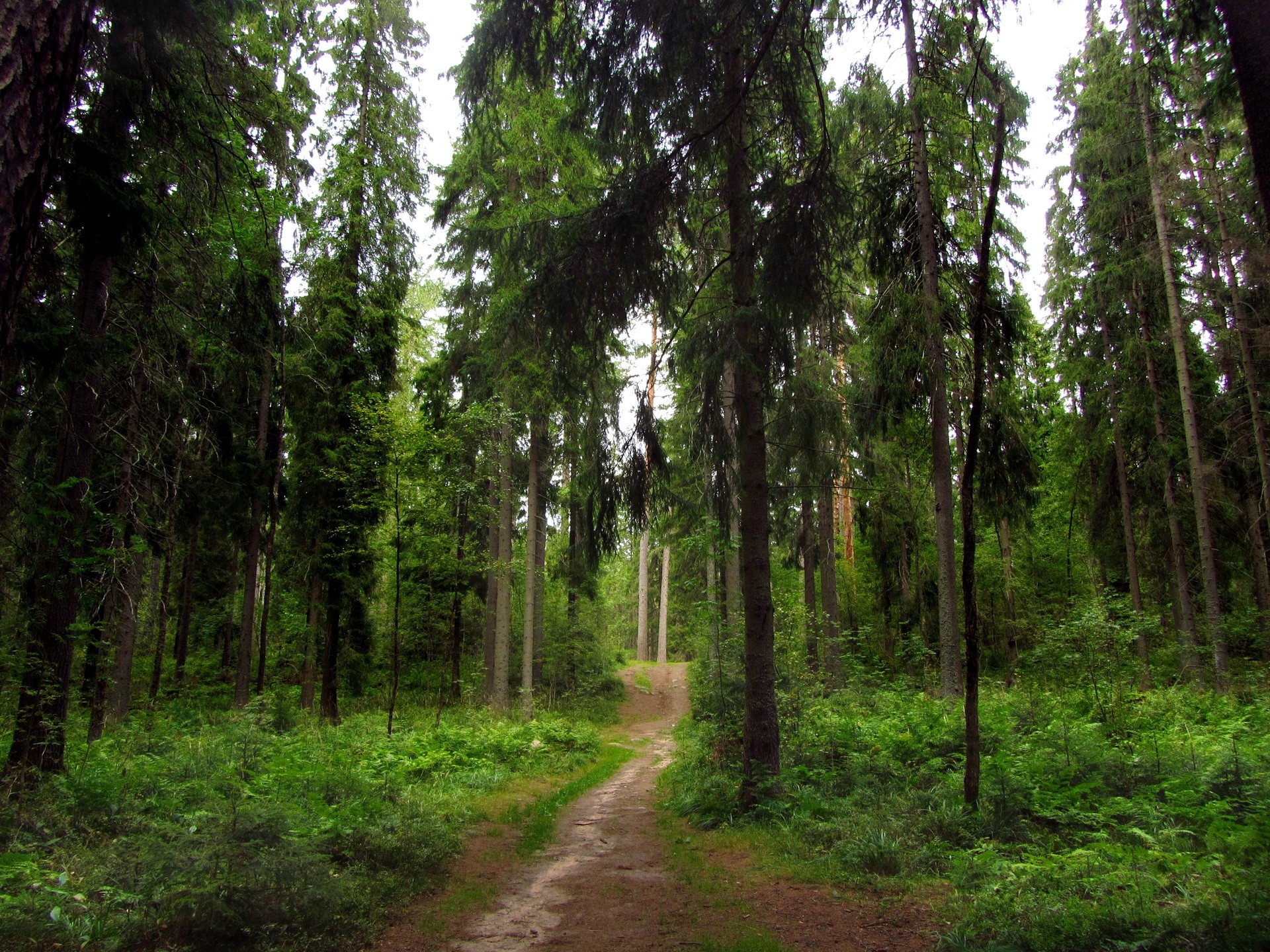 landscapes, Nature, Forest, Roads Wallpaper