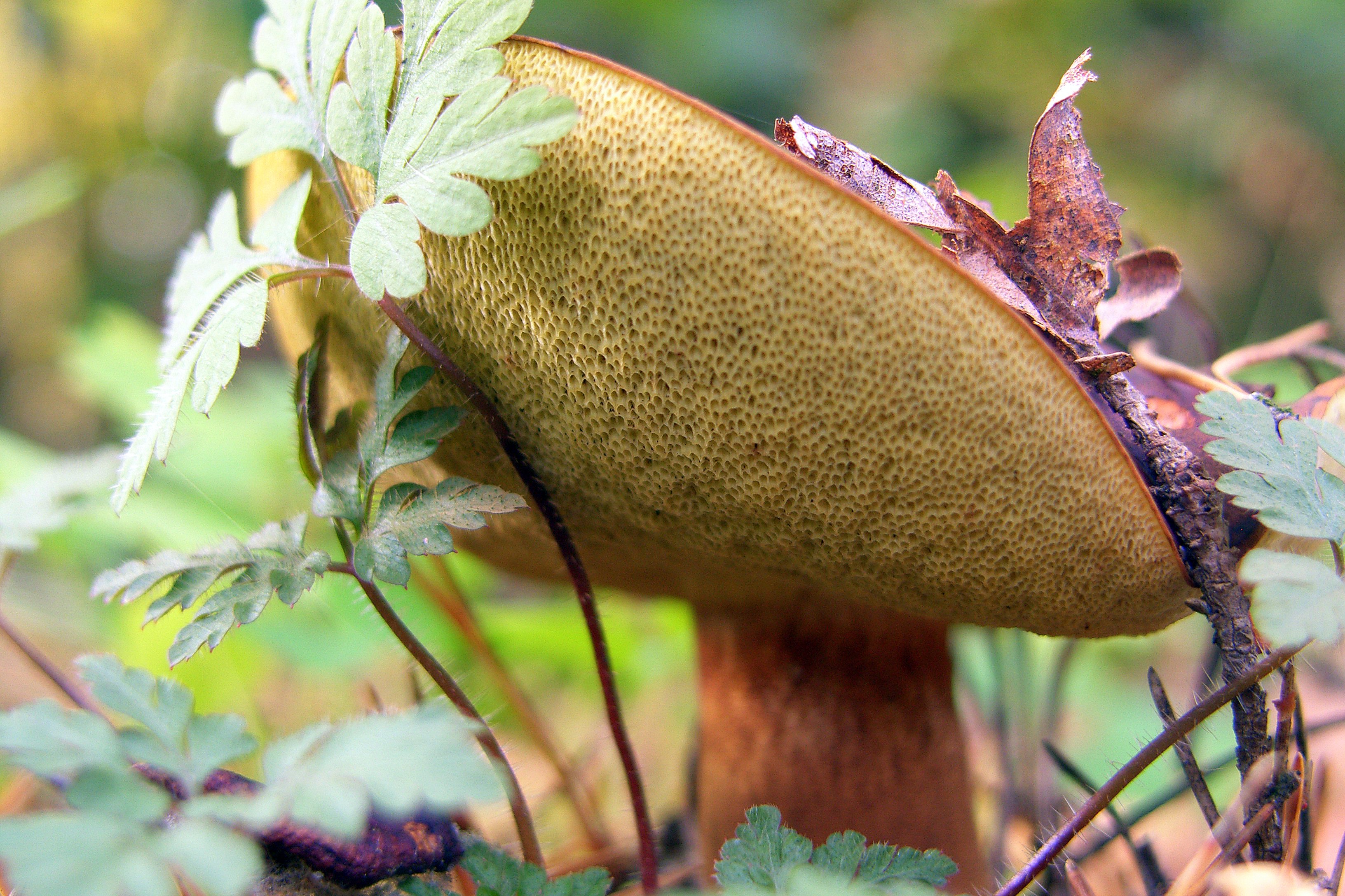 giant, Mushroom Wallpaper