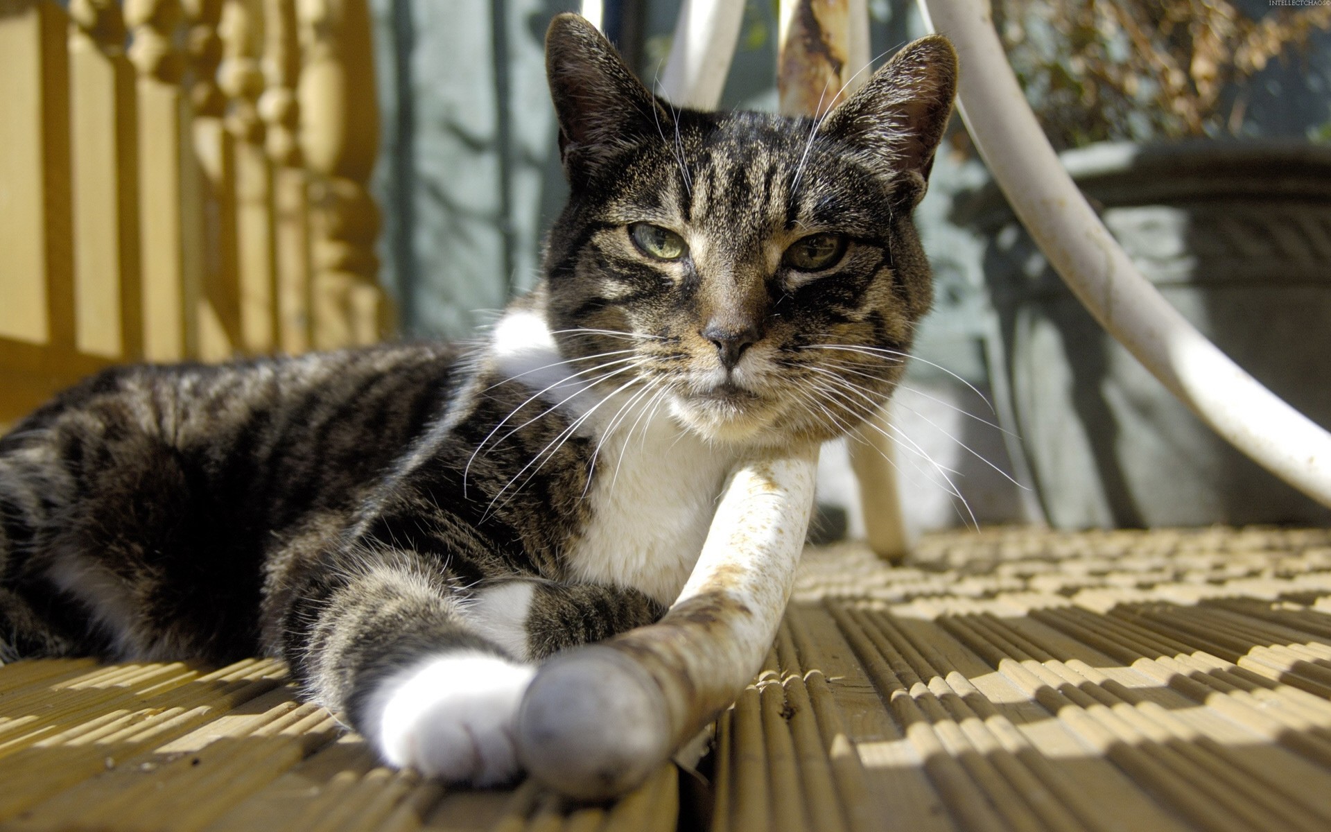 cats, Animals Wallpaper