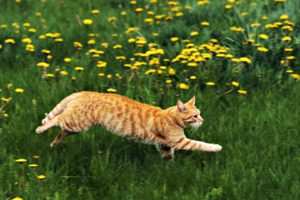 cats, Grass, Running