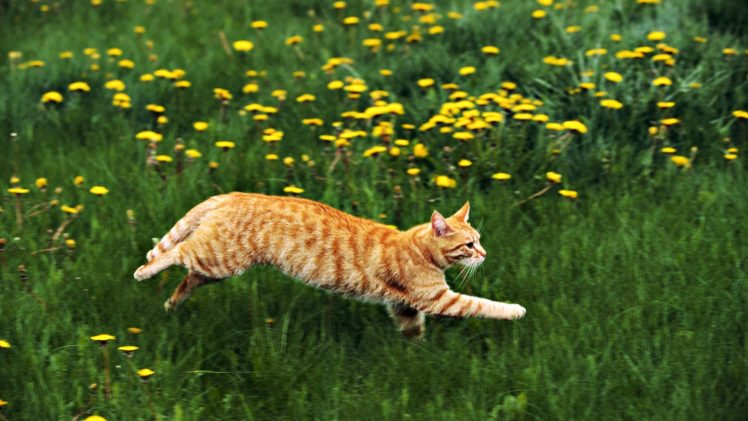 cats, Grass, Running HD Wallpaper Desktop Background