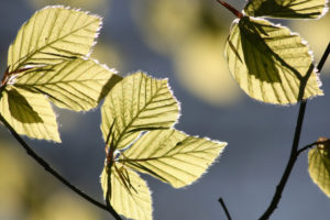 nature, Leaves