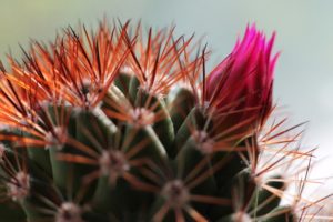 cactus, Flower, Bud, Spines