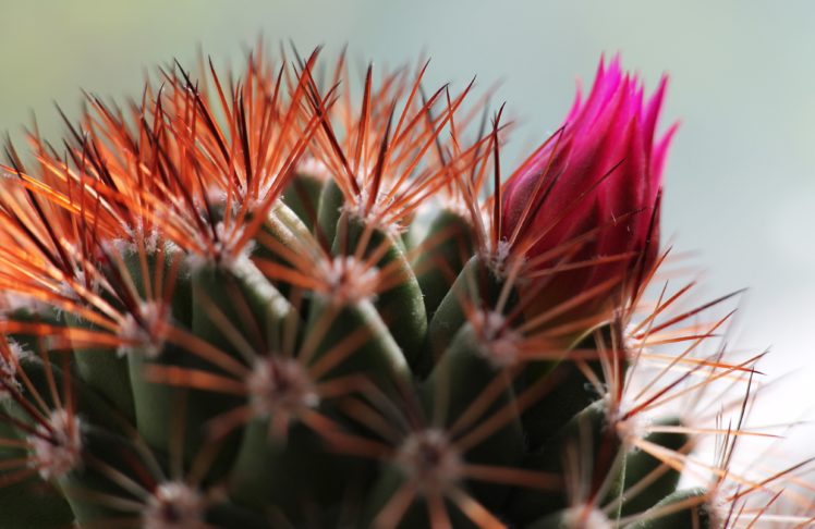 cactus, Flower, Bud, Spines HD Wallpaper Desktop Background