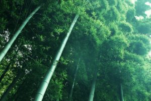 landscapes, Nature, Leaves, Bamboo, Below, Stalks