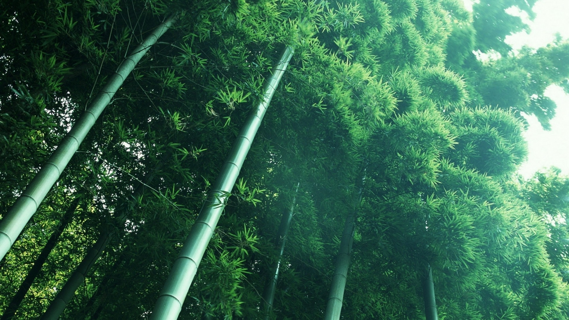 landscapes, Nature, Leaves, Bamboo, Below, Stalks Wallpaper