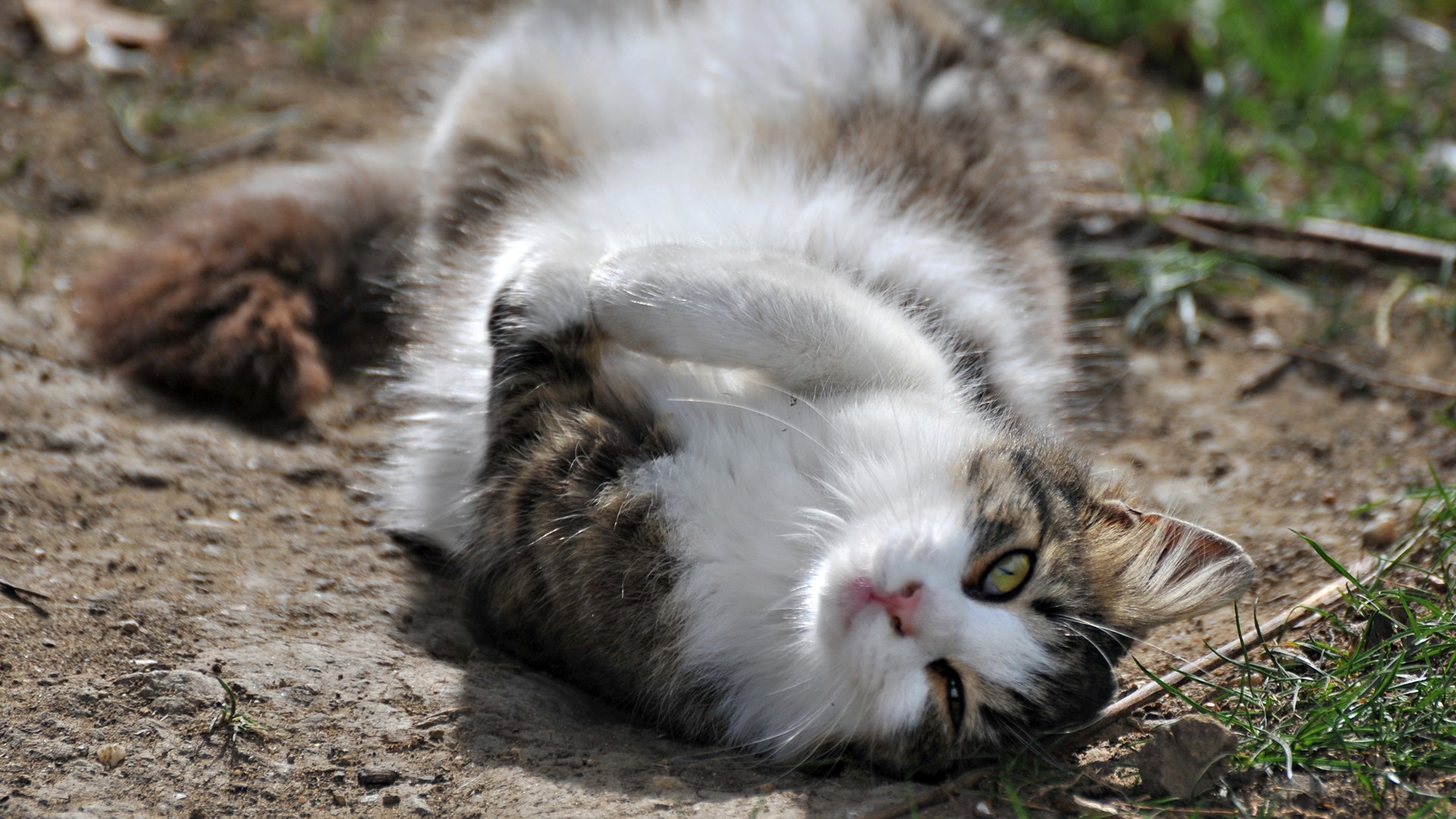 cats, Animals Wallpaper
