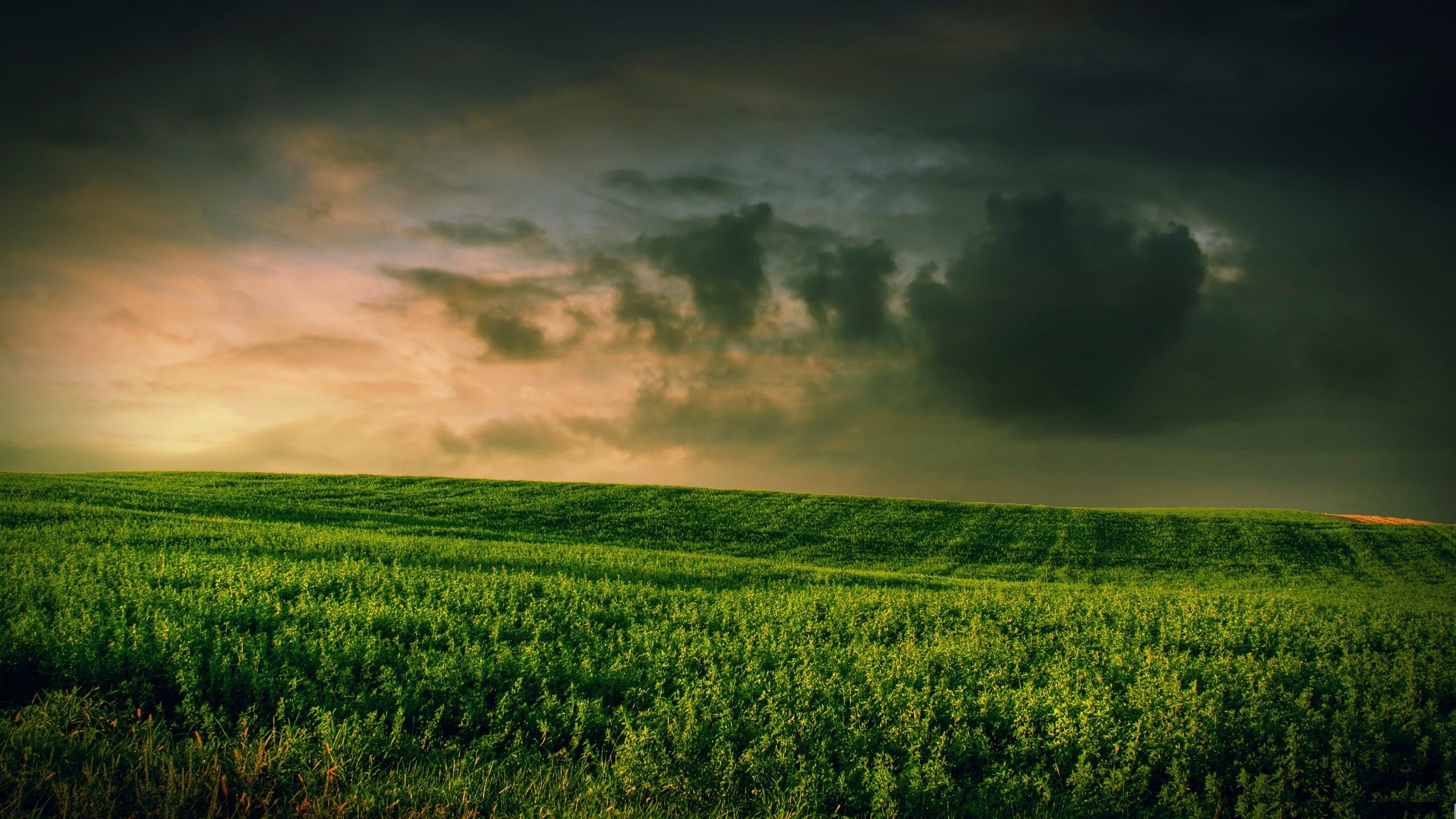 green, Abstract, Nature, Trees, Grass, Balloons Wallpaper