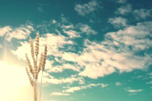 clouds, Skyscapes, Spikelets
