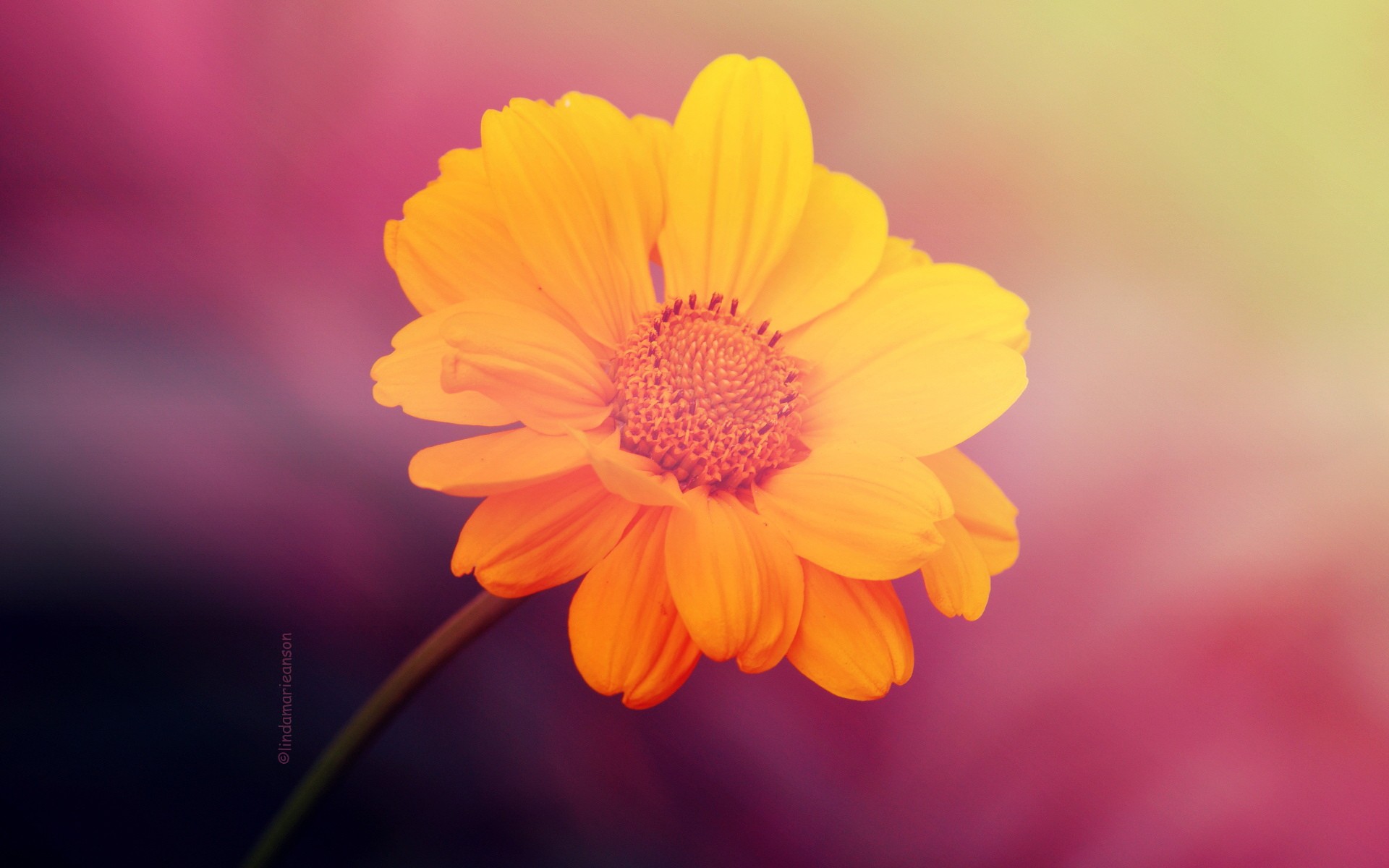 flowers, Yellow, Flowers Wallpaper