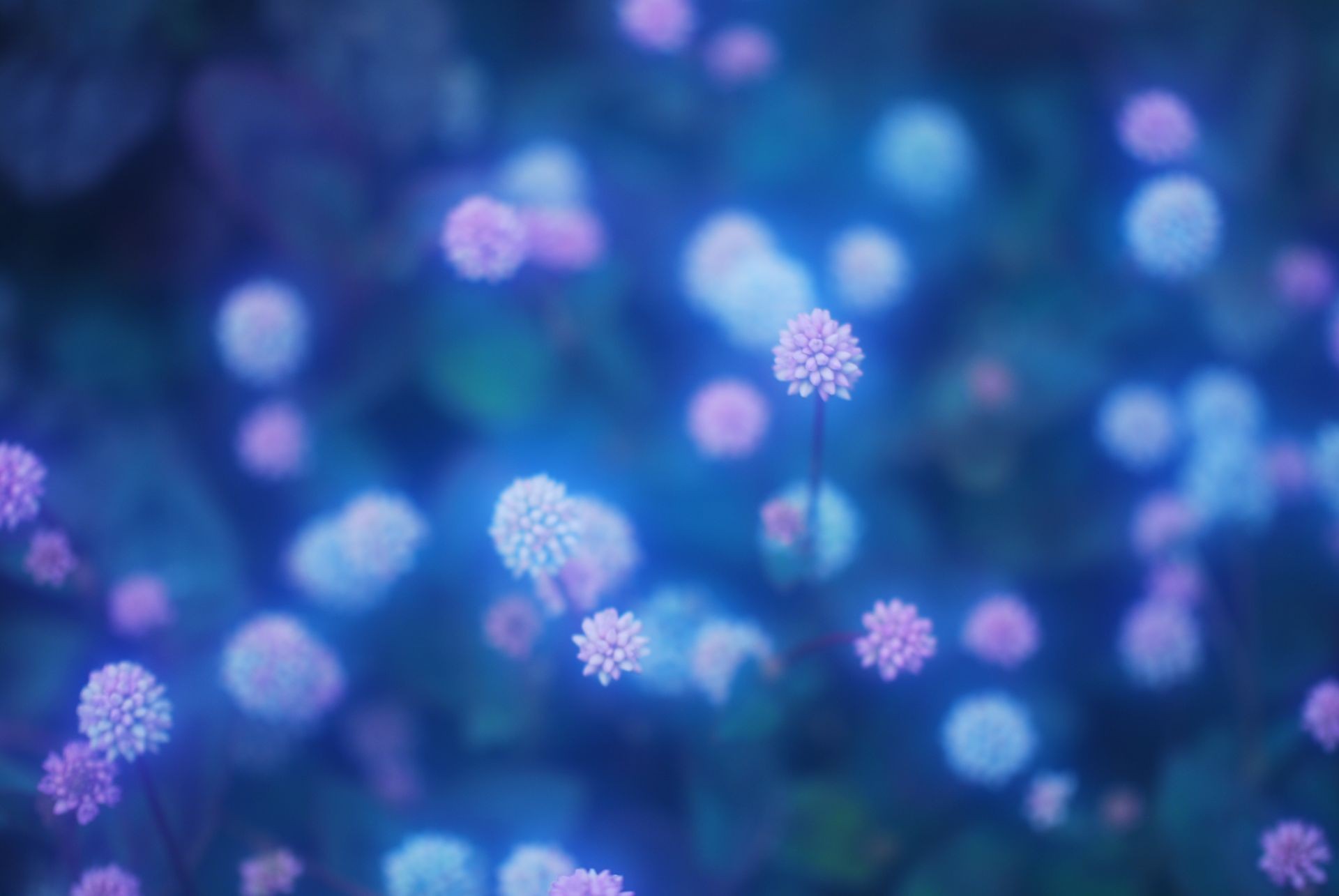 flowers Wallpaper