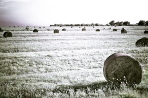 fields, Hay