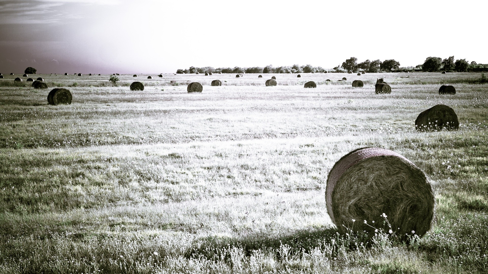 fields, Hay Wallpaper