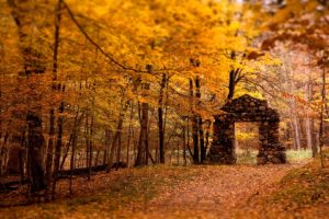 autumn,  season , Forest, Leaves