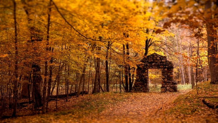 autumn,  season , Forest, Leaves HD Wallpaper Desktop Background