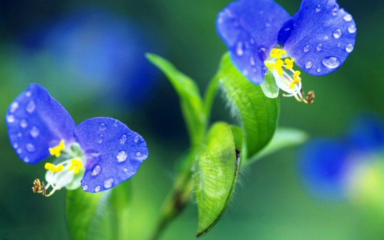 flowers, Water, Droplets, Macro HD Wallpaper Desktop Background