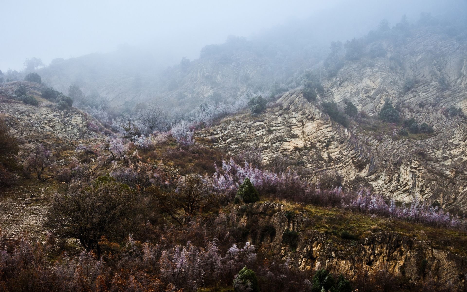 landscape, Nature, Beautiful, Forest, Area, Wild, Sky, Landscapes Wallpaper