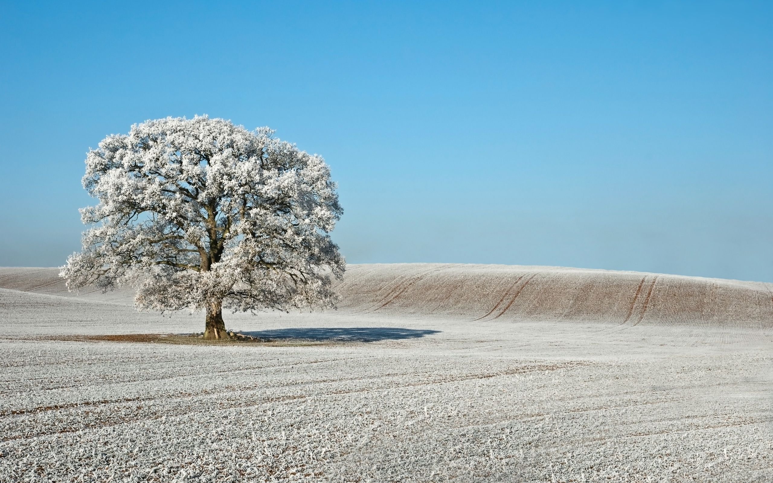 landscape, Nature, Beautiful, Forest, Area, Wild, Sky, Landscapes Wallpaper