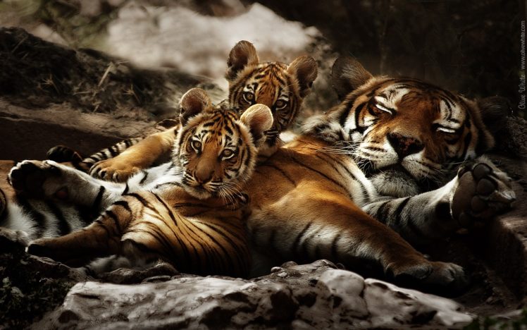 animals, Tigers, Baby, Animals HD Wallpaper Desktop Background