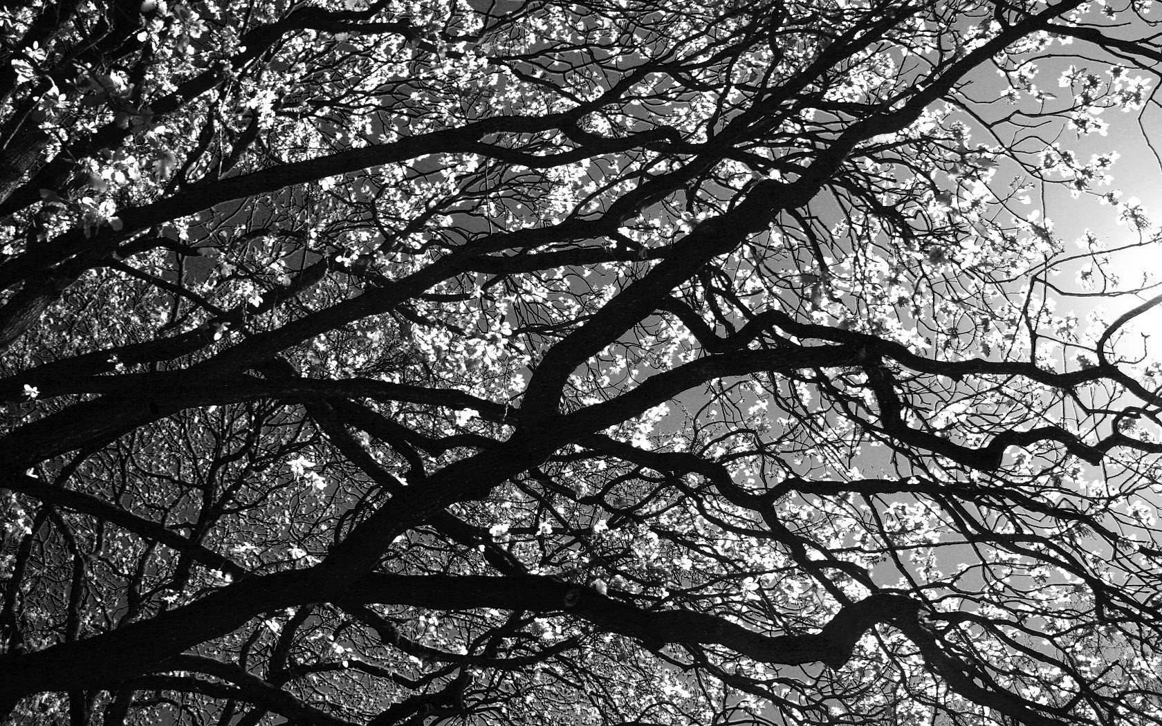 nature, Trees Wallpaper