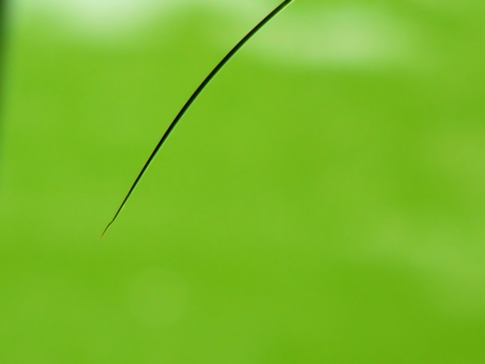green, Nature, Wall, Leaves, Grass, Water, Droplets, Flora, Floral Wallpaper