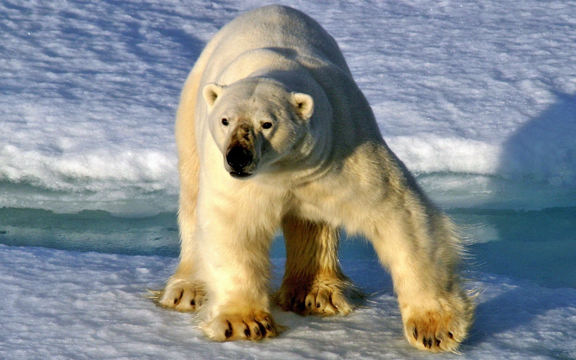 animals, Polar, Bears Wallpaper
